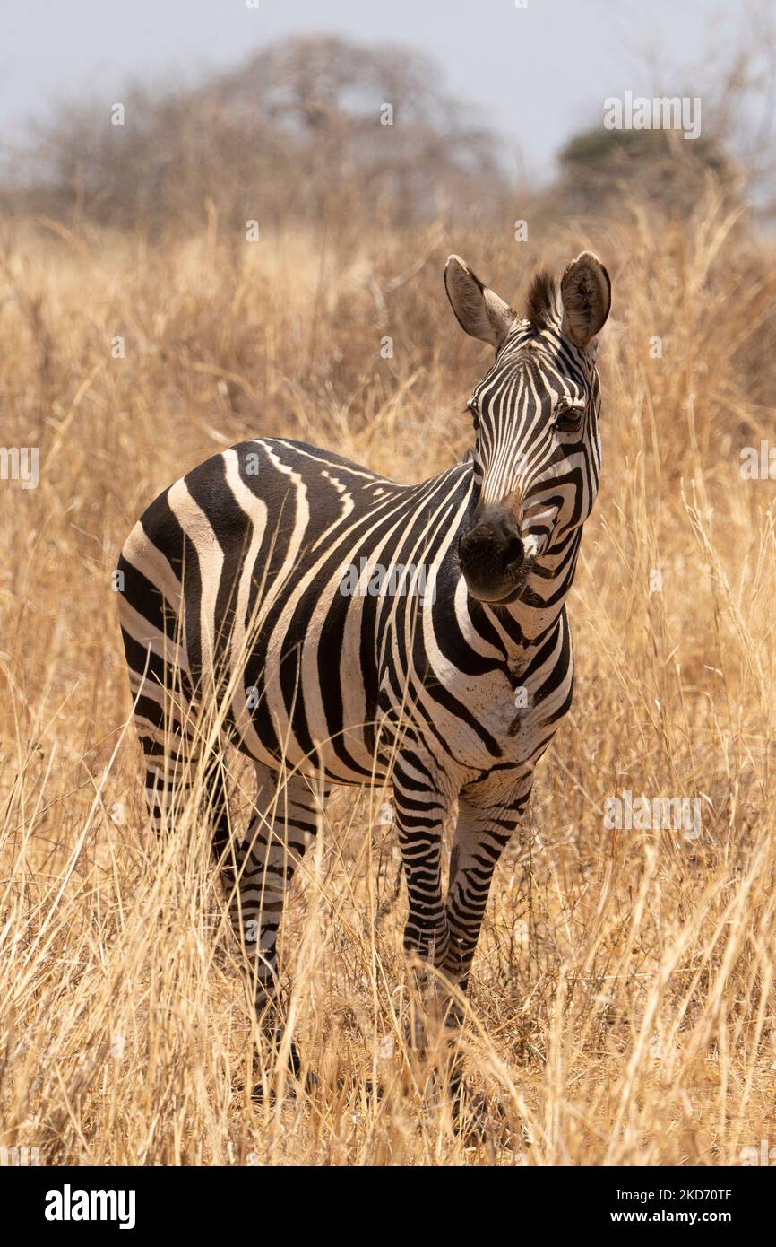 Single zebra standing on dry hi-res stock photography and images - Alamy