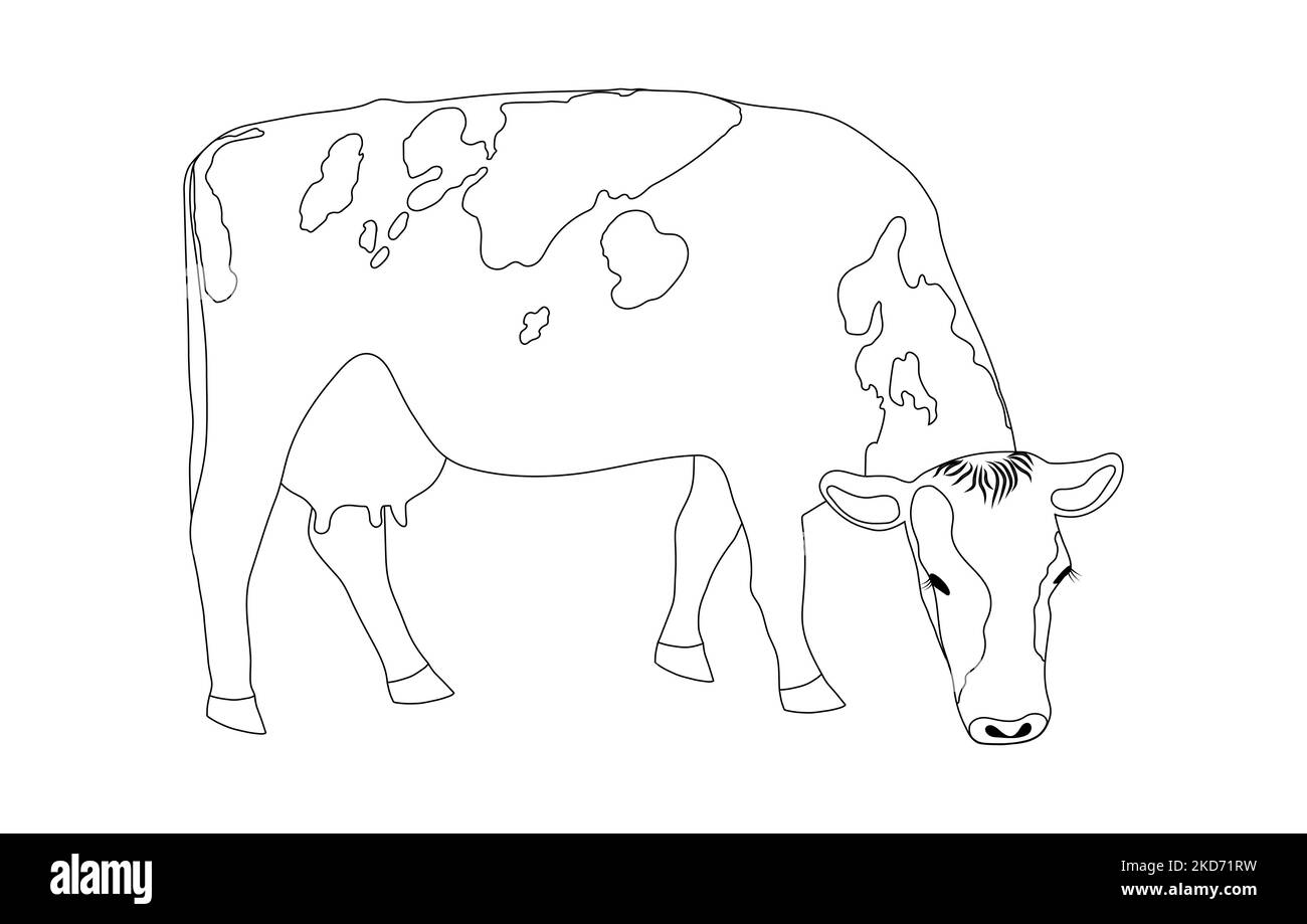 Grazing cow is a minimalist black linear sketch isolated on a white background. illustration A cash cow is grazing in a field, eating grass. Milkmaid Stock Photo