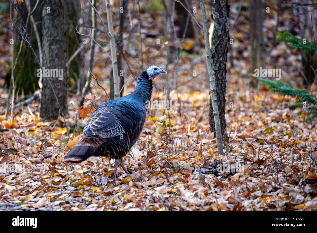 Close-up of a wild turkey (Meleagris gallopavo) in a Wisconsin forest, horizontal Stock Photo