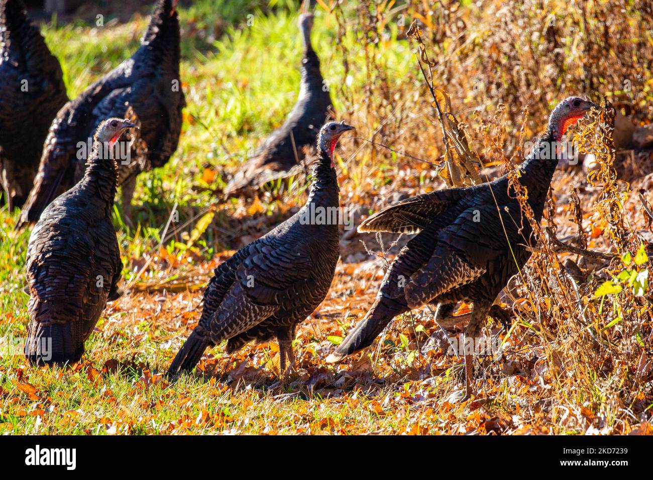 Close-up of wild turkeys (Meleagris gallopavo) in a Wisconsin field, horizontal Stock Photo