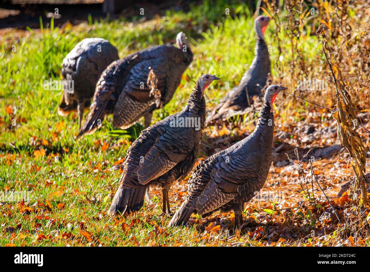 Close-up of wild turkeys (Meleagris gallopavo) in a Wisconsin field, horizontal Stock Photo