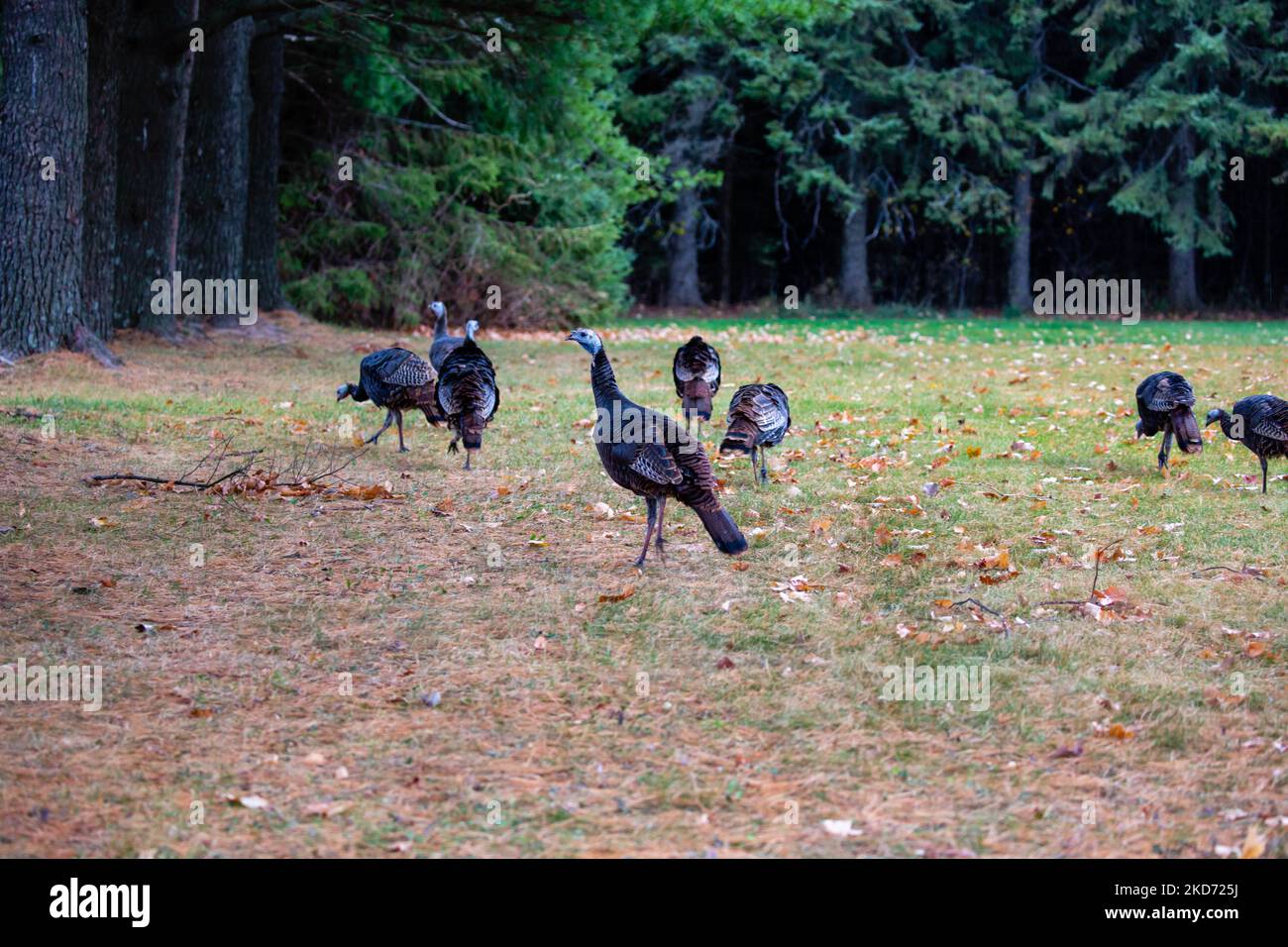Flock of (Meleagris gallopavo) wild turkeys eating in a Wisconsin field Stock Photo