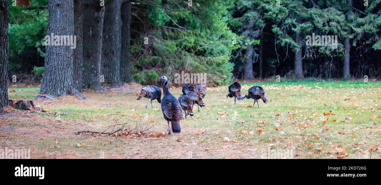 Flock of (Meleagris gallopavo) wild turkeys eating in a Wisconsin field, panorama Stock Photo