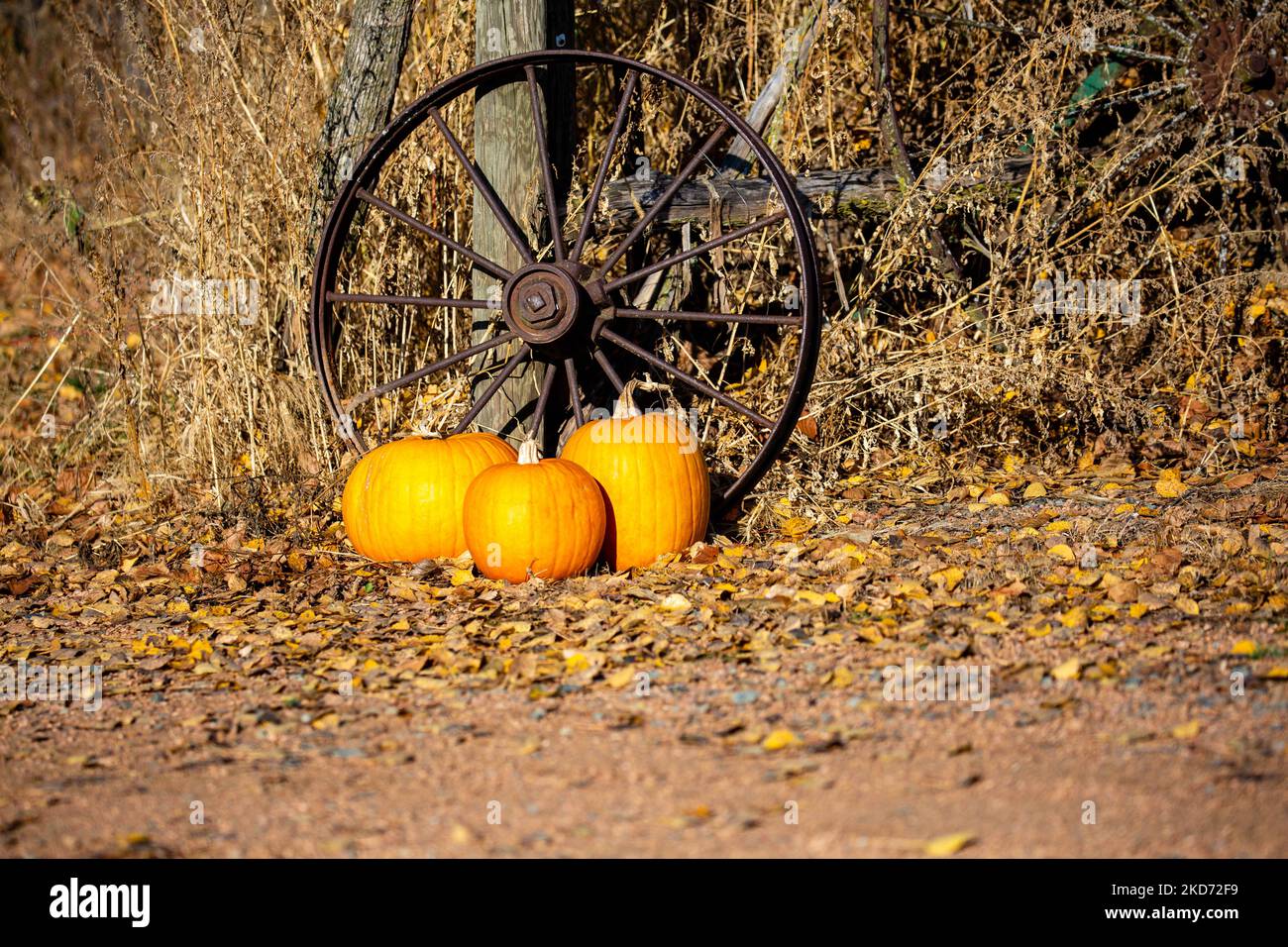 Pumpkins and wagon wheels by an old fence post decorate a driveway, horizontal Stock Photo