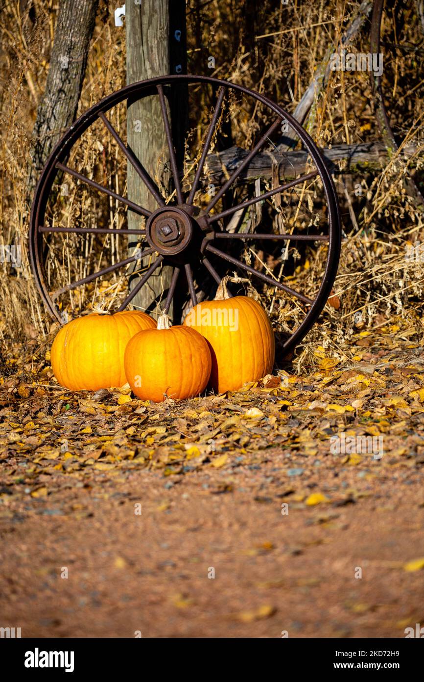 Pumpkins and wagon wheels by an old fence post decorate a driveway, vertical Stock Photo