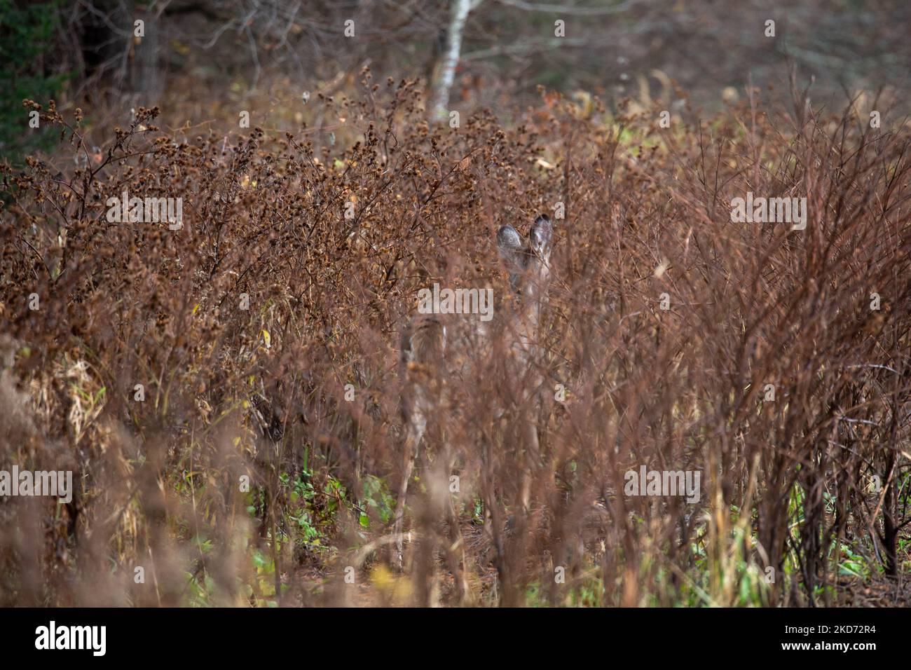 White-tailed deer (odocoileus virginianus) camouflaged with brush in a Wisconsin forest, horizontal Stock Photo