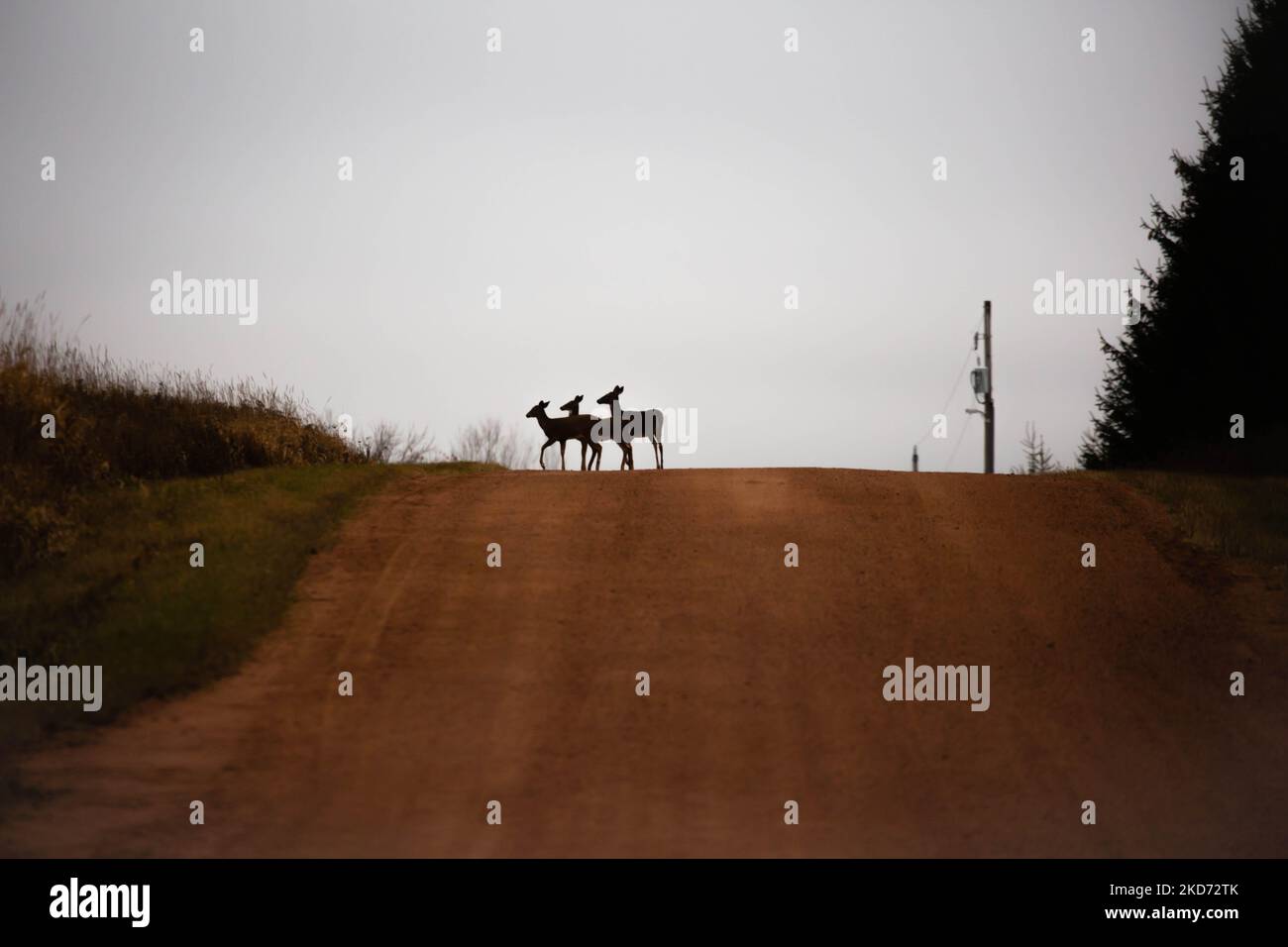 Whitetailed deer (odocoileus virginianus) silhouettes walking on a