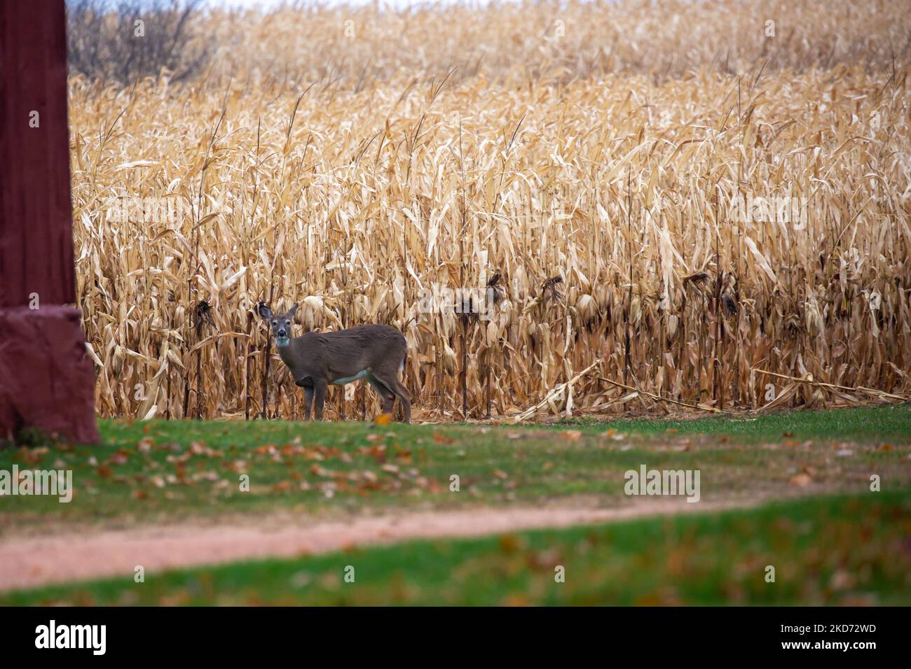 White-tailed deer (odocoileus virginianus) standing next to a Wisconsin cornfield, horizontal Stock Photo