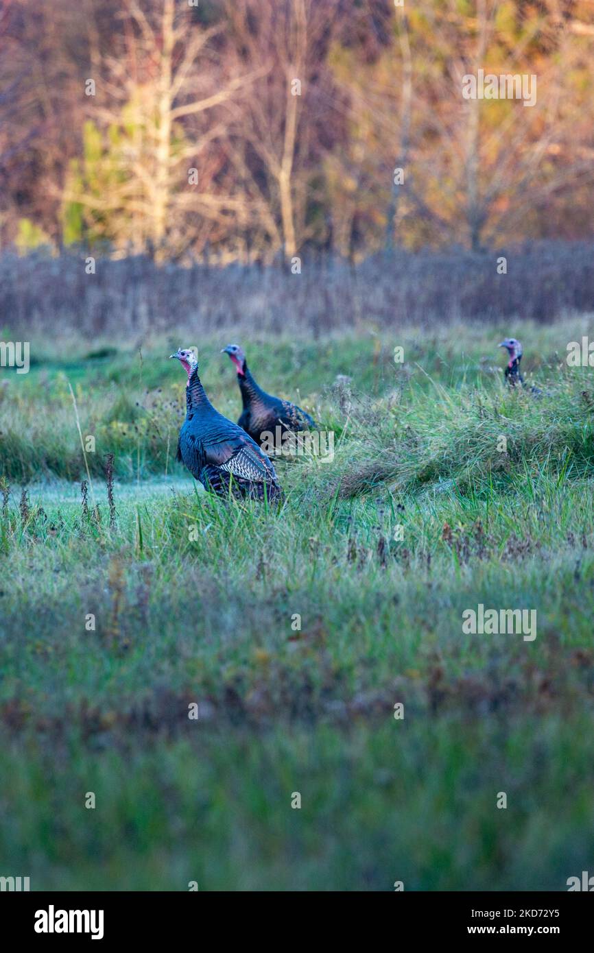 Wild turkeys (Meleagris gallopavo) in a Wisconsin field, vertical Stock Photo