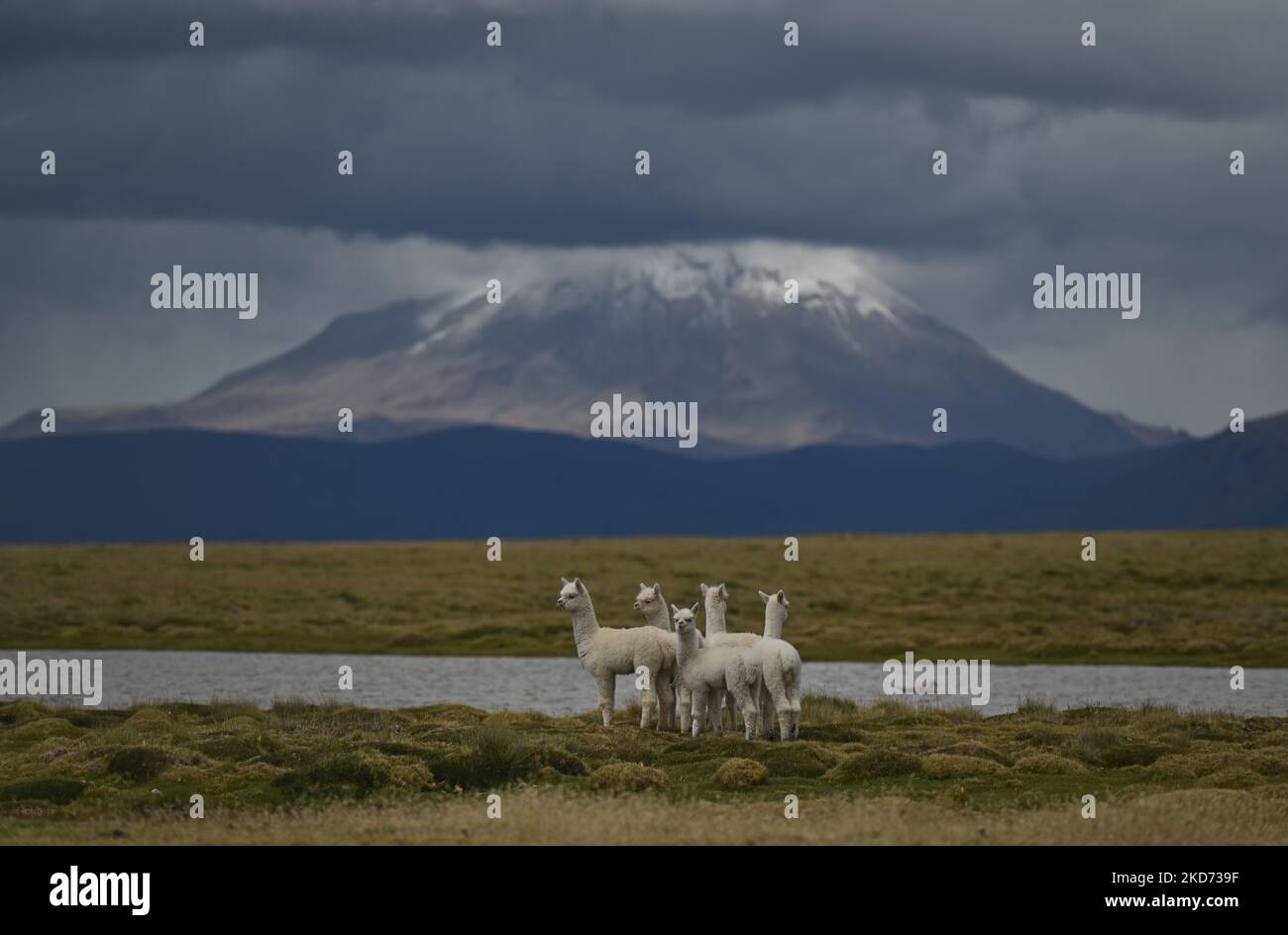 A small herd of young llamas seen near the shores of Laguna de Salinas at Salinas y Aguada Blanca National Reserve. On Wednesday, 06 April, 2022, in Salinas y Aguada Blanca National Reserve, Arequipa, Peru. (Photo by Artur Widak/NurPhoto) Stock Photo