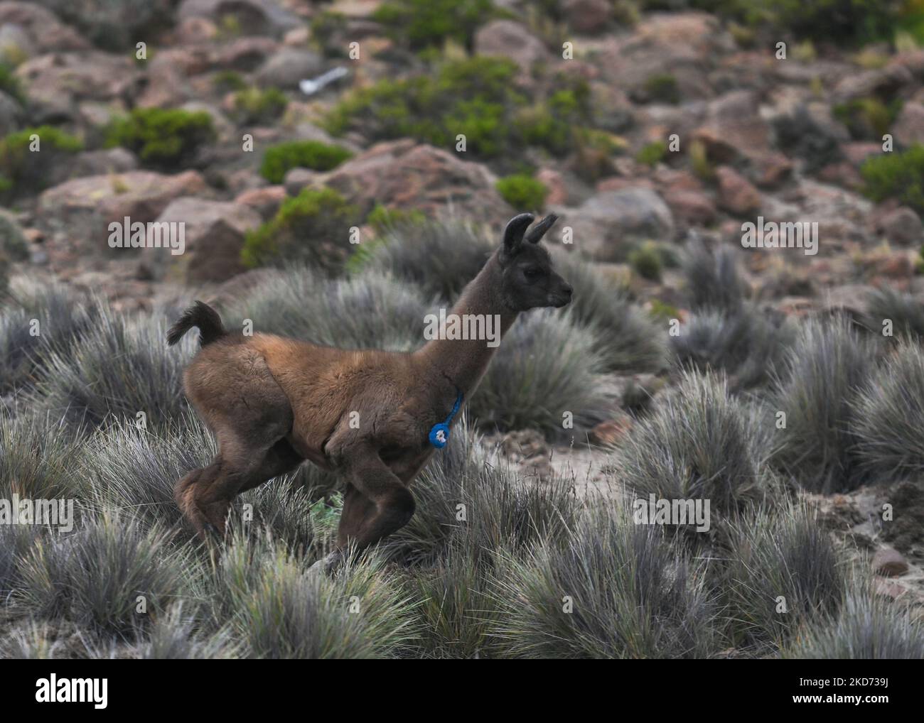 Fauna y flora y fauna hi-res stock photography and images - Alamy