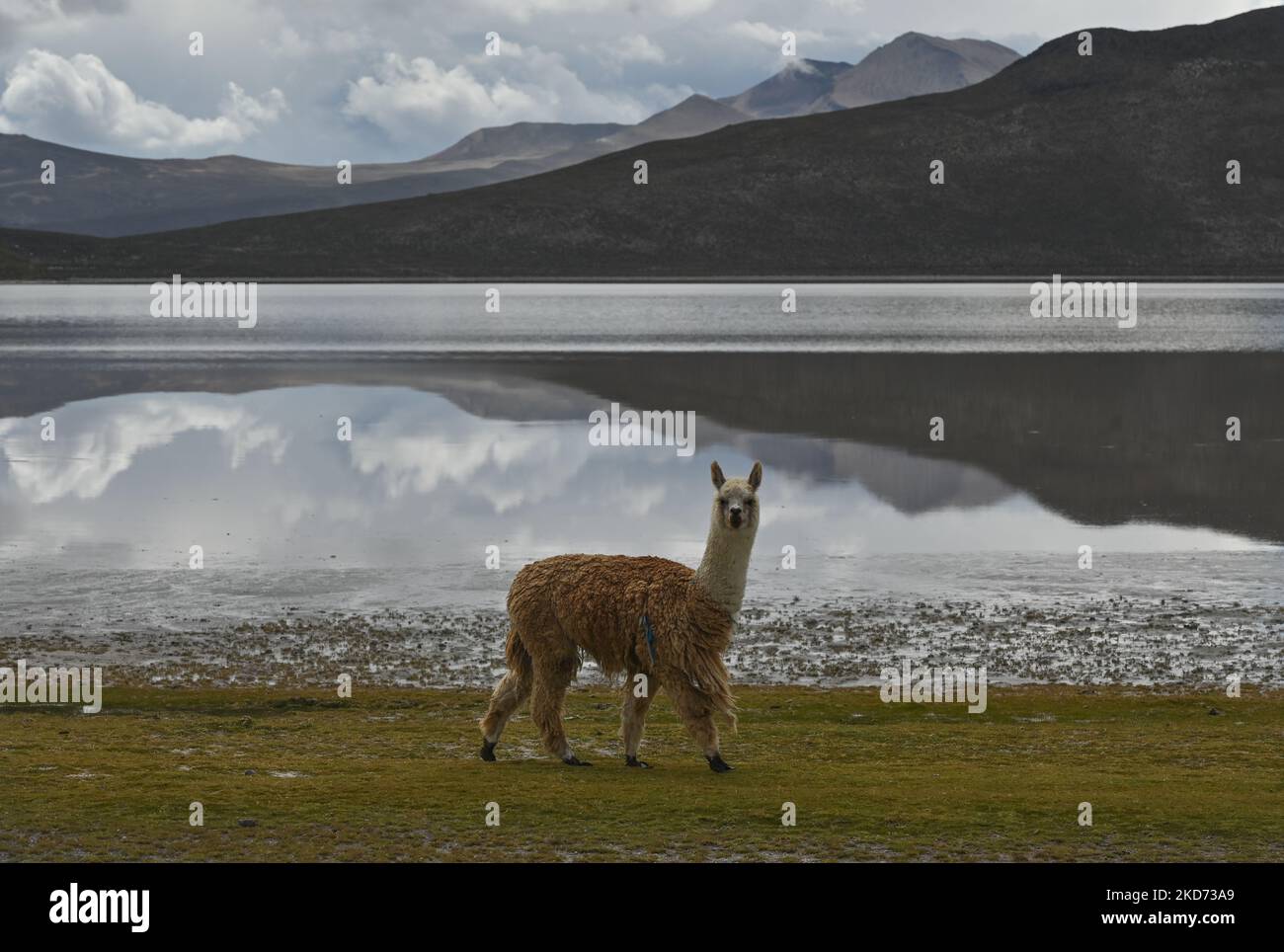 Fauna y flora y fauna hi-res stock photography and images - Alamy