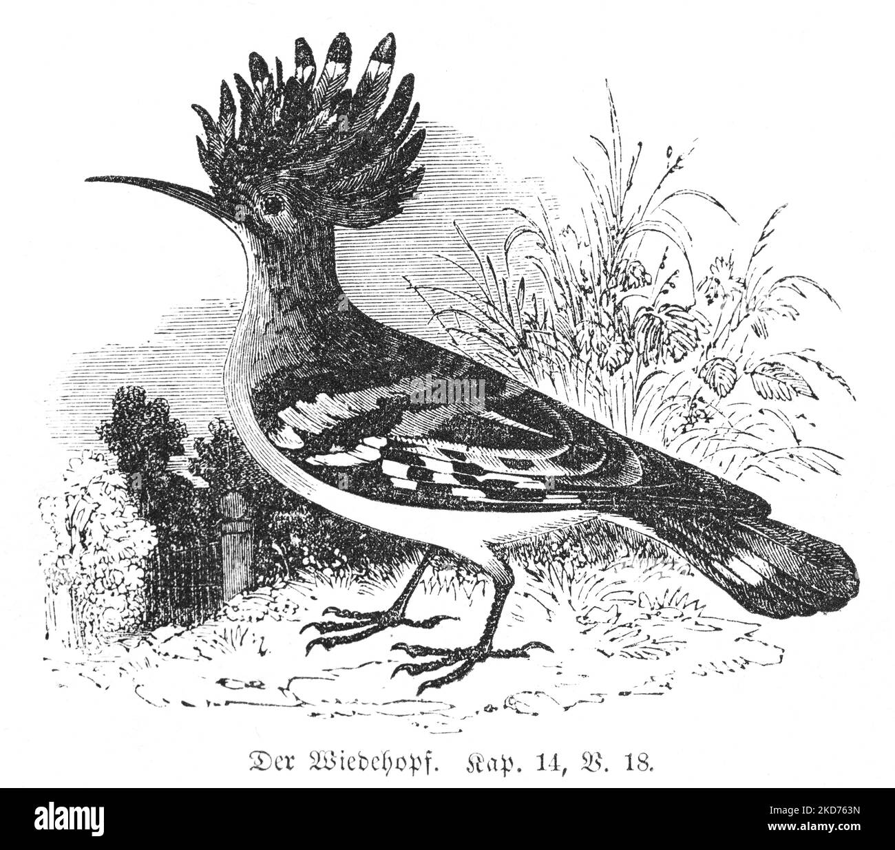 The hoopoe  (upupa epops), bible, Old Testament, Fifth Book Mose, Chapter14 , Verse 18, Stock Photo