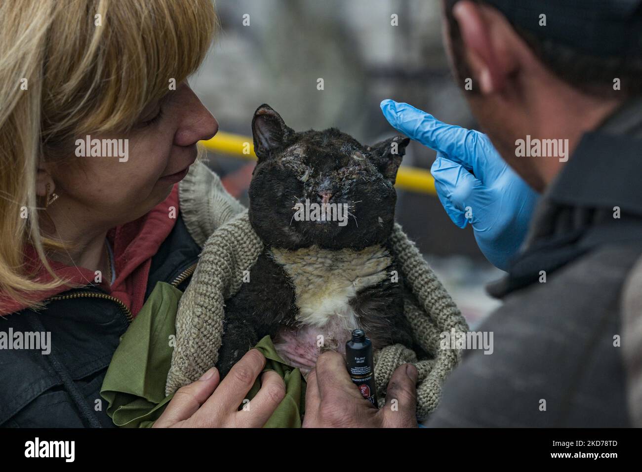 A doctor gives medical assistance to a cat burned during the combats between the russian and ukrainian armies in Andriivka, village near Kiev. (Photo by Celestino Arce/NurPhoto) Stock Photo