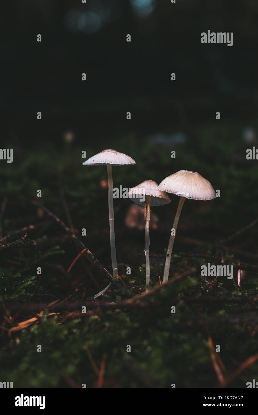 A vertical closeup shot of small fungi growing on a mossy forest floor ...