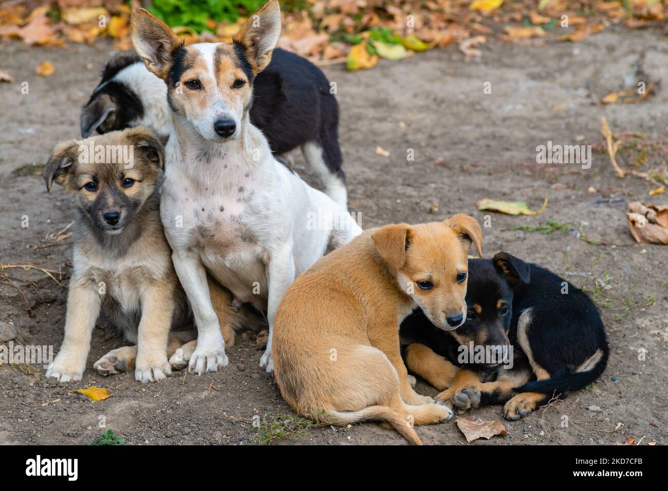 Is Cowhead Milk Good For Puppies