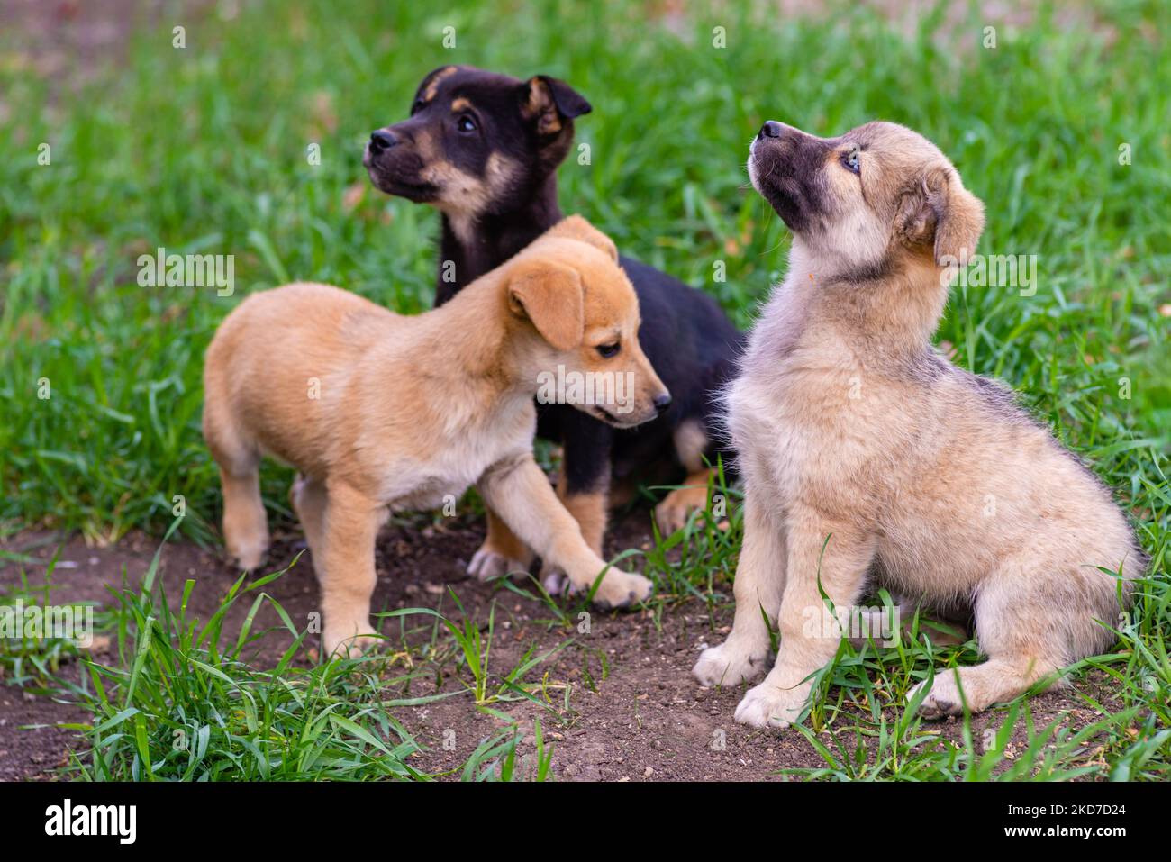 newborn puppies breed jack russel terrier sucking maternal milk feeding