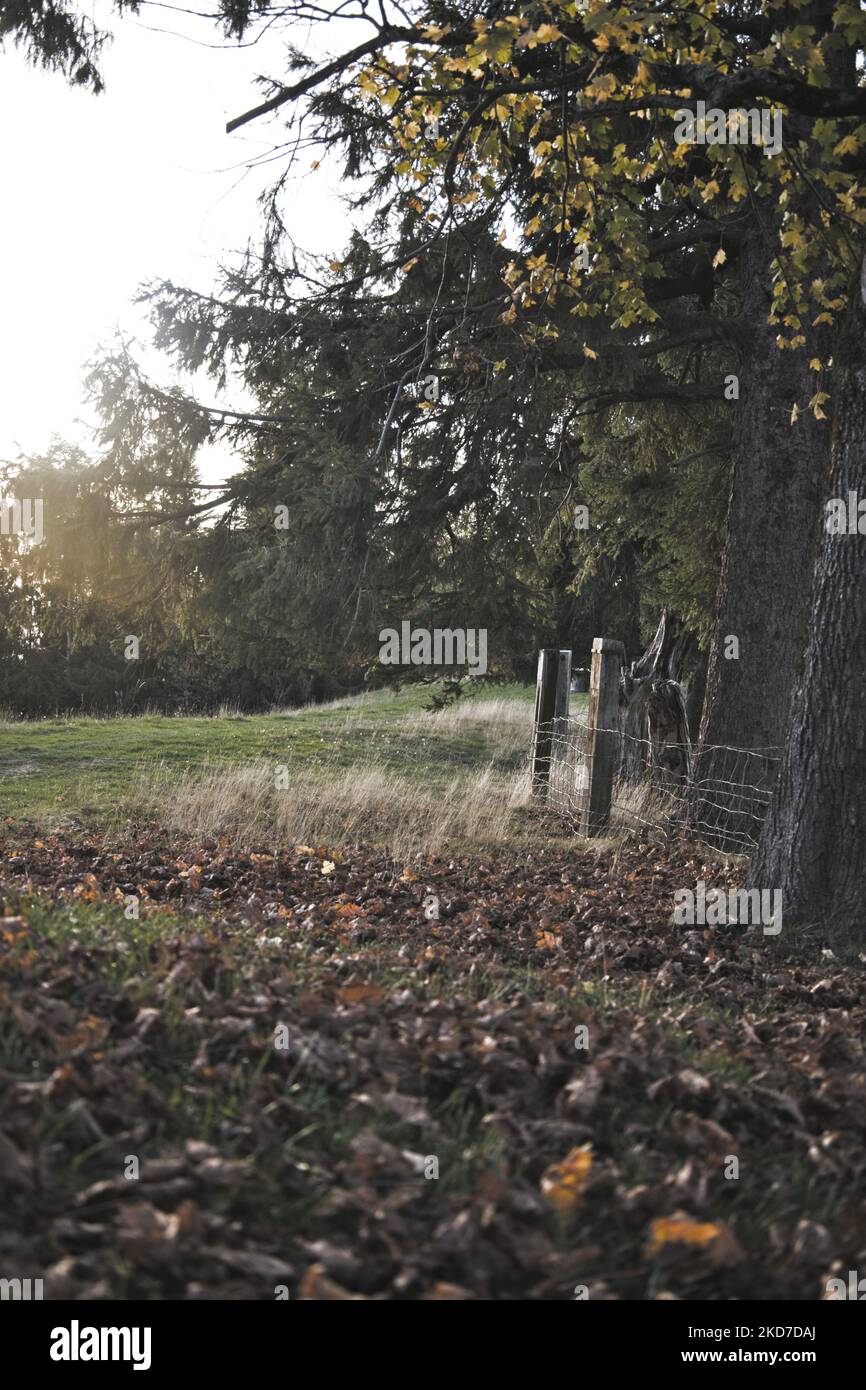 Beautiful vertical shot forest hi-res stock photography and images - Alamy