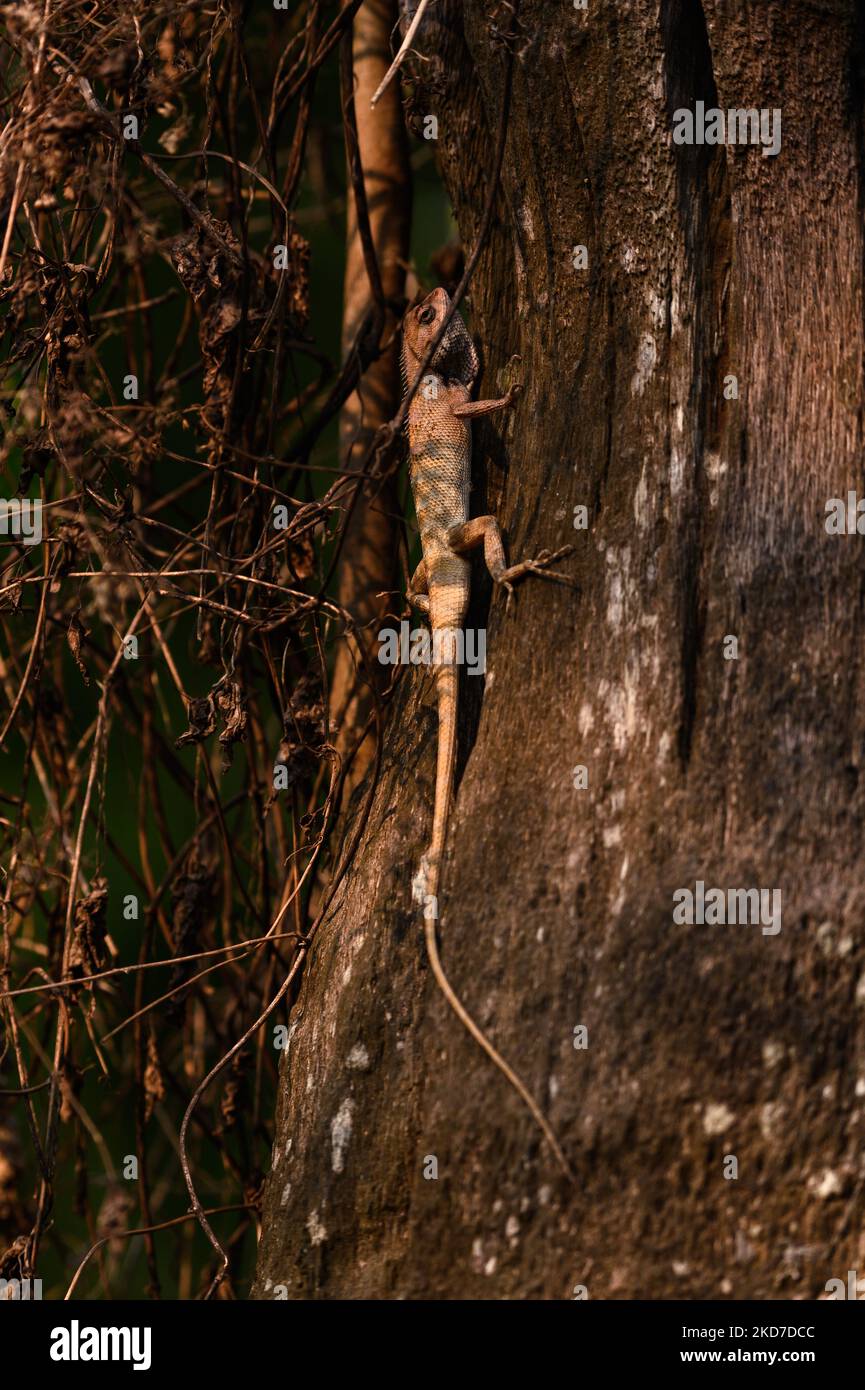 An oriental garden lizard (Calotes versicolor) is camouflaged on the ...