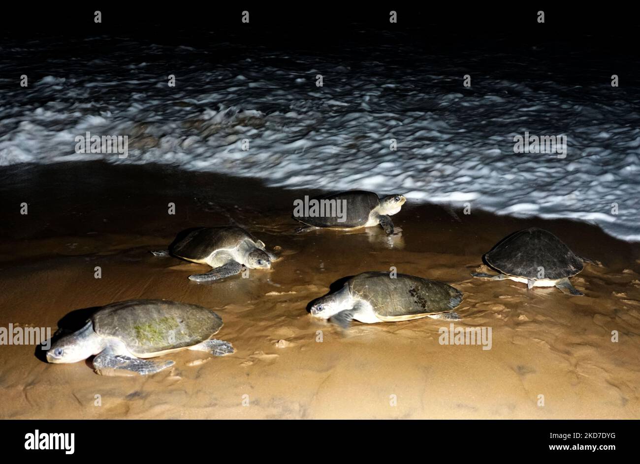 Olive Ridley turtles are seen on the beach as they digging sand to nest eggs on their mass nesting season at the Rushikulya river mouth beach of Bay of Bengal Sea's eastern coast, 140km away south from the eastern Indian state Odisha's capital city Bhubaneswar. (Photo by STR/NurPhoto) Stock Photo