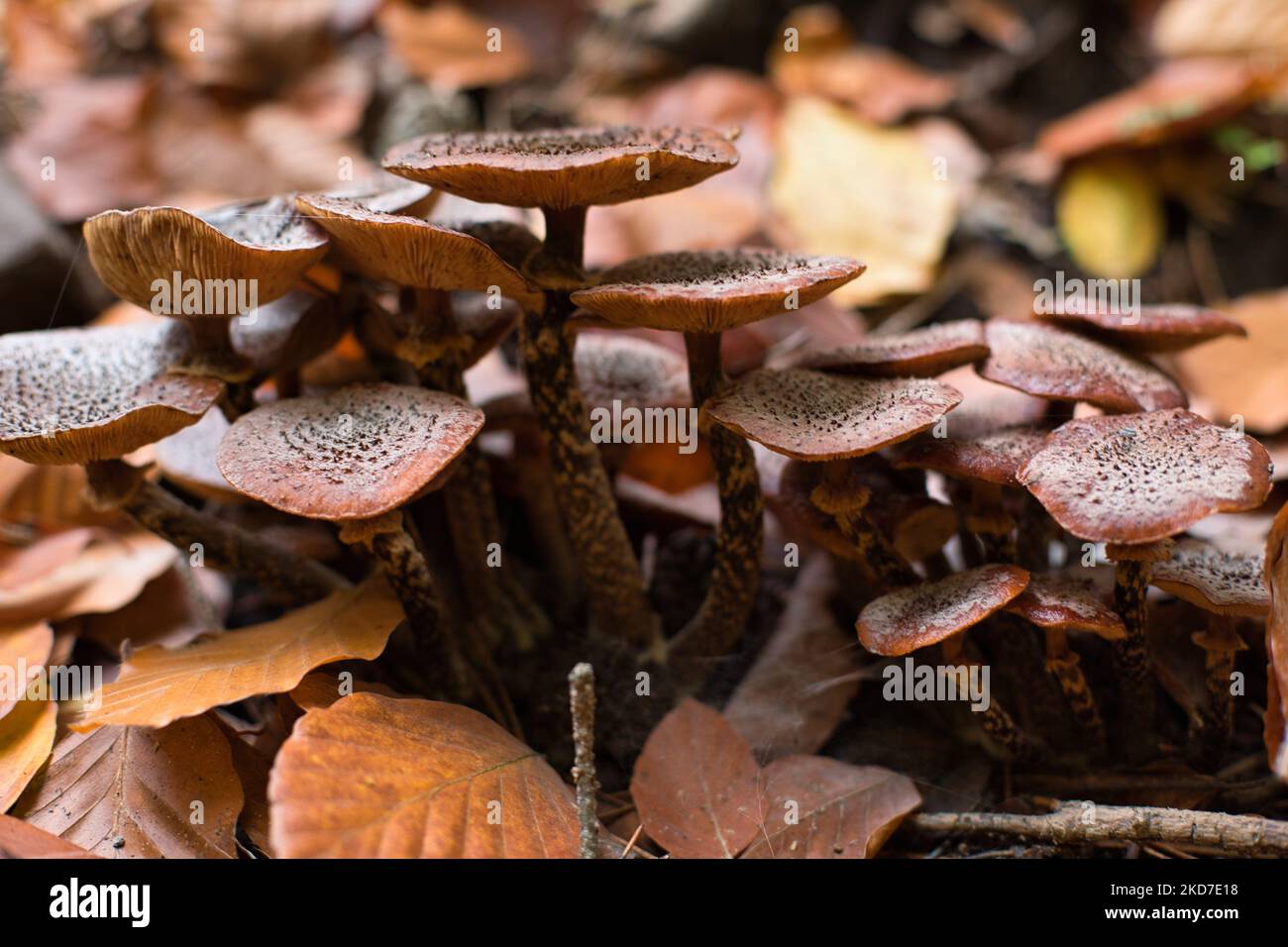 A side closeup of brown Sarcodon imbricatus (Scaly Tooth) yellow leaves around Stock Photo