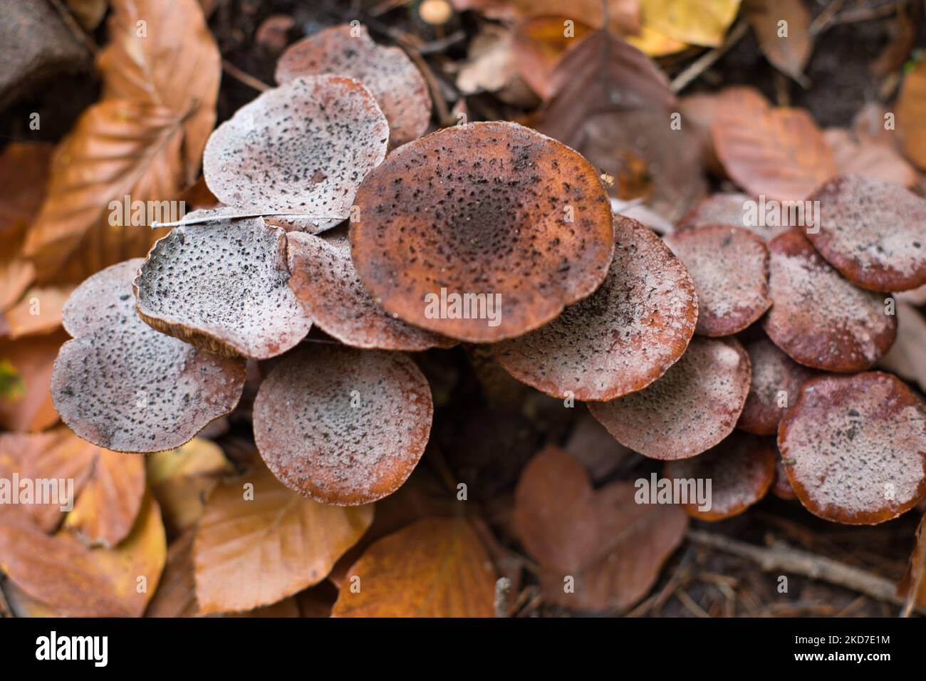 A top closeup of brown Sarcodon imbricatus (Scaly Tooth) yellow leaves around Stock Photo