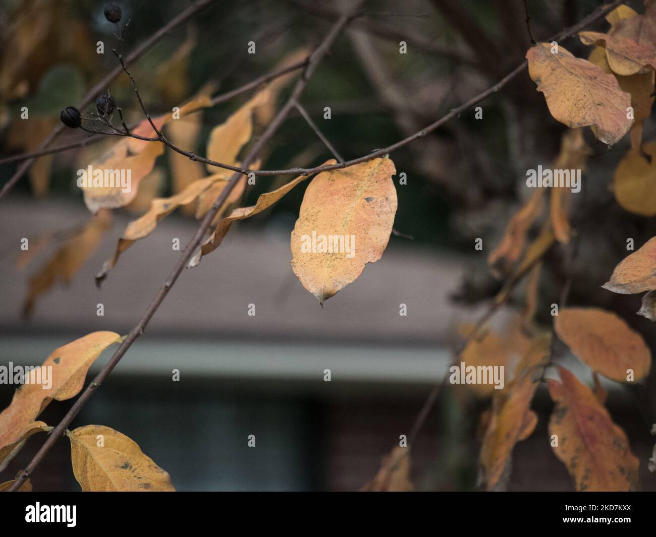 A closeup of tree branches with autumn leaves Stock Photo - Alamy