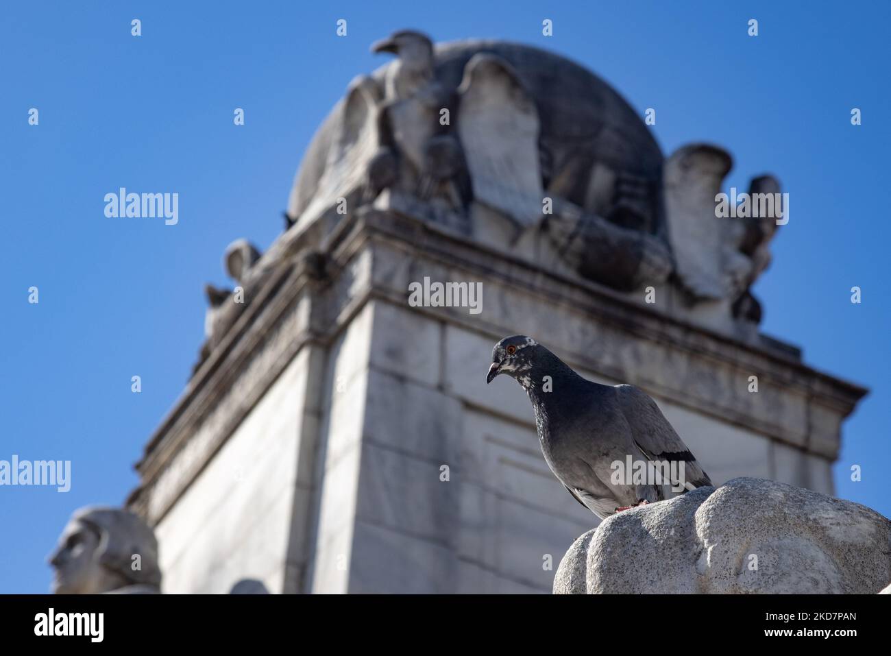 A pigeon lands on the Columbus Fountain at Union Station in Washington, D.C. on April 15, 2022, as news breaks that Amtrak will attempt to control the nation's second-busiest travel hub via eminent domain (Photo by Bryan Olin Dozier/NurPhoto) Stock Photo