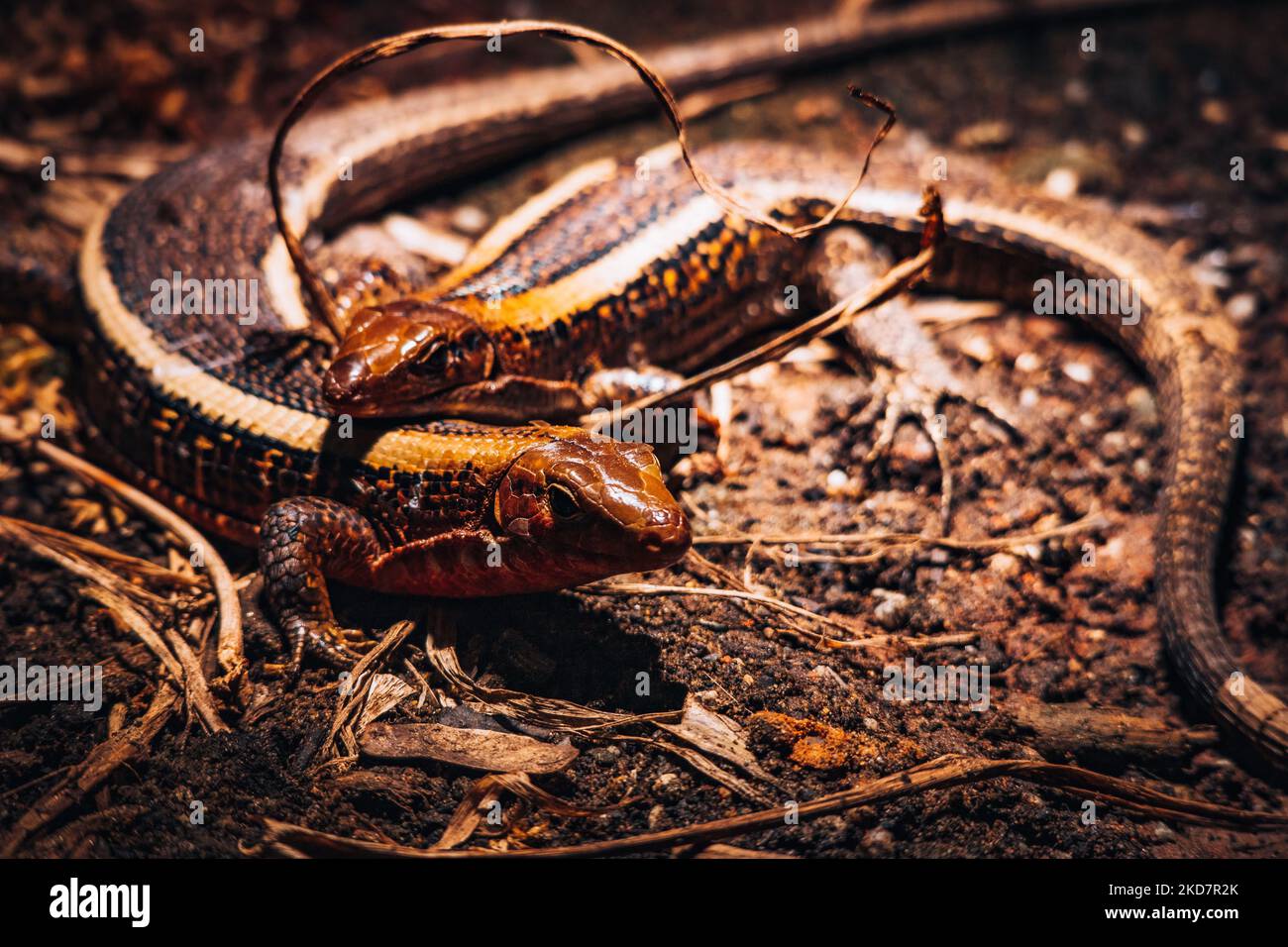 Snakes on the ground hi-res stock photography and images - Alamy