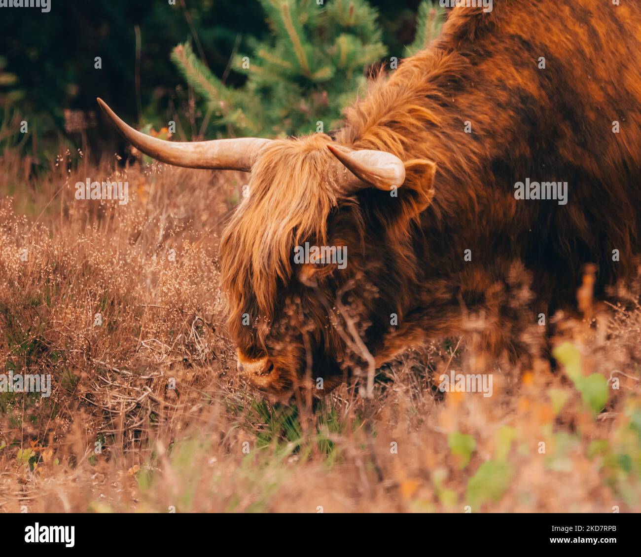 A closeup shot of a Highland cattle grazing in the meadow in the ...