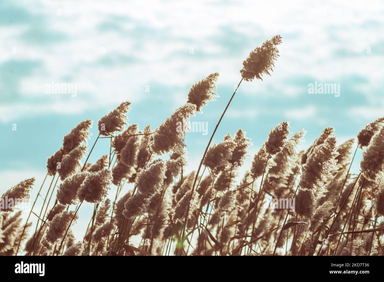 Pretty Reeds Phragmites australis pretty dried up common reed in autumn waving in ...