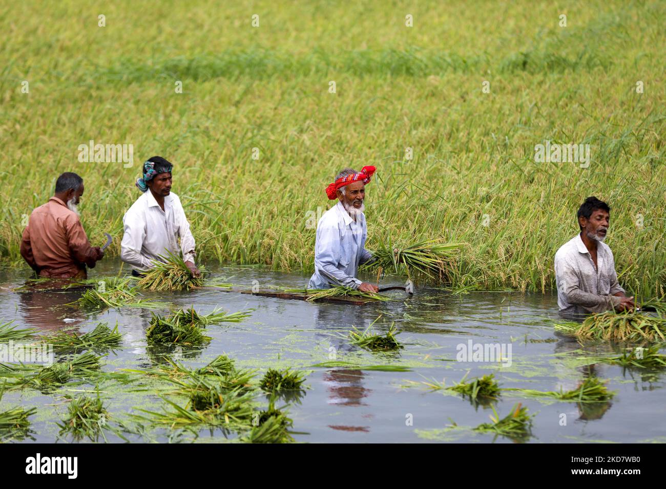 Farmers are harvesting paddy at a flooded field at Dhaka, Bangladesh on April 17, 2022. (Photo by Kazi Salahuddin Razu/NurPhoto) Stock Photo