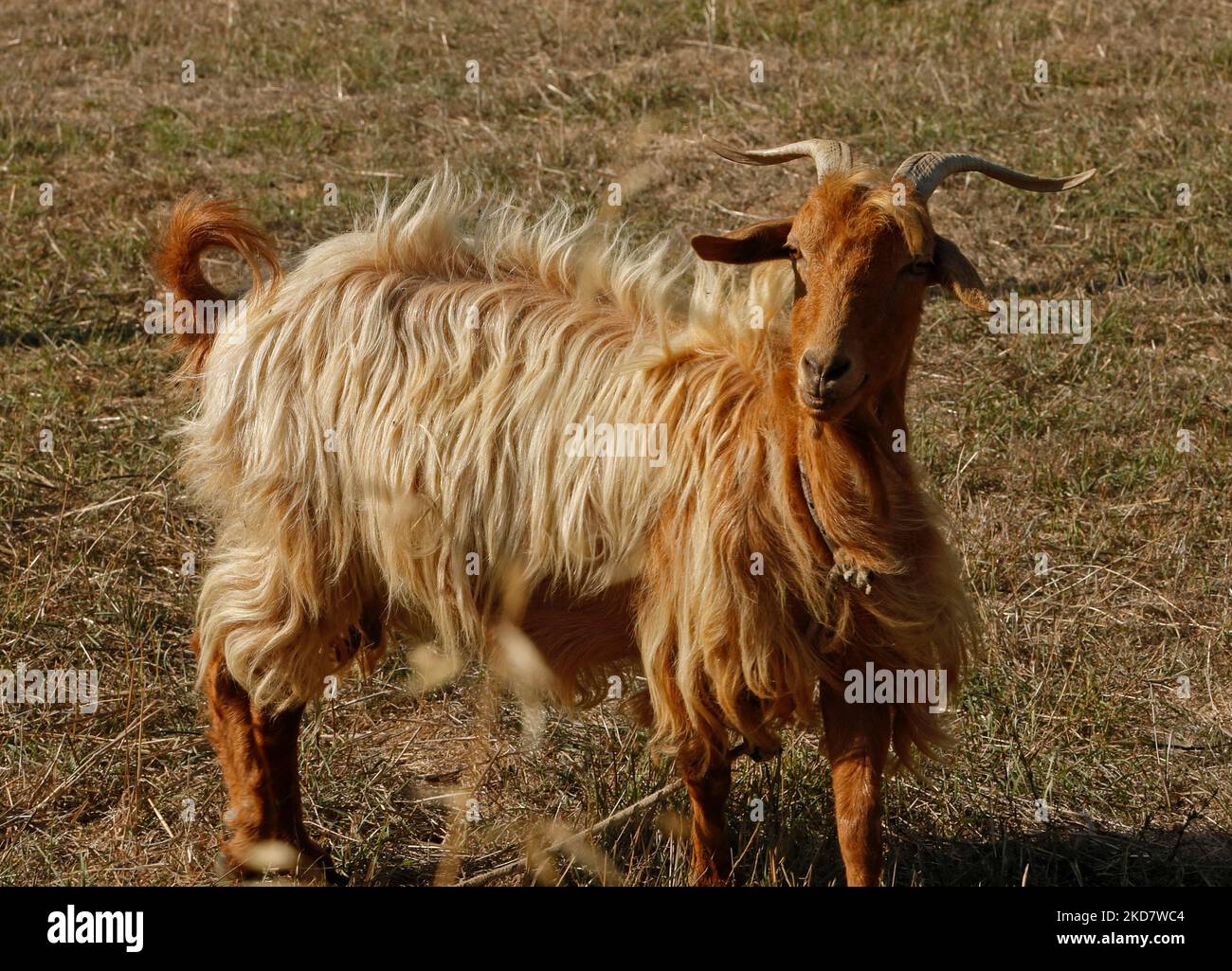 Tethered goat with horns, long hair. Lesbos September 2022 Stock Photo