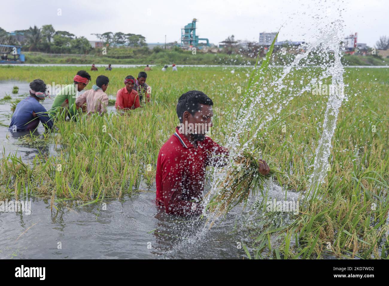 Farmers are harvesting paddy at a flooded field at Dhaka, Bangladesh on April 17, 2022. (Photo by Kazi Salahuddin Razu/NurPhoto) Stock Photo