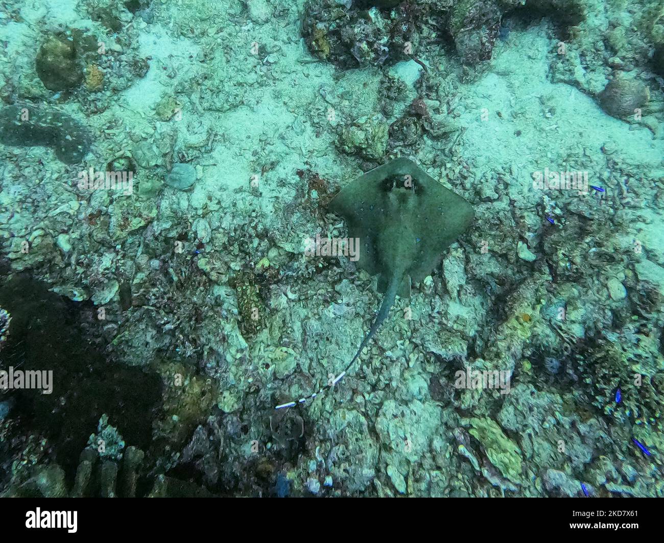 A view of underwater marine life of Kuhl mask ray (Neotrygon kuhlii) at Gili Trawangan in Lombok, Indonesia on April 18, 2022. (Photo by Anton Raharjo/NurPhoto) Stock Photo