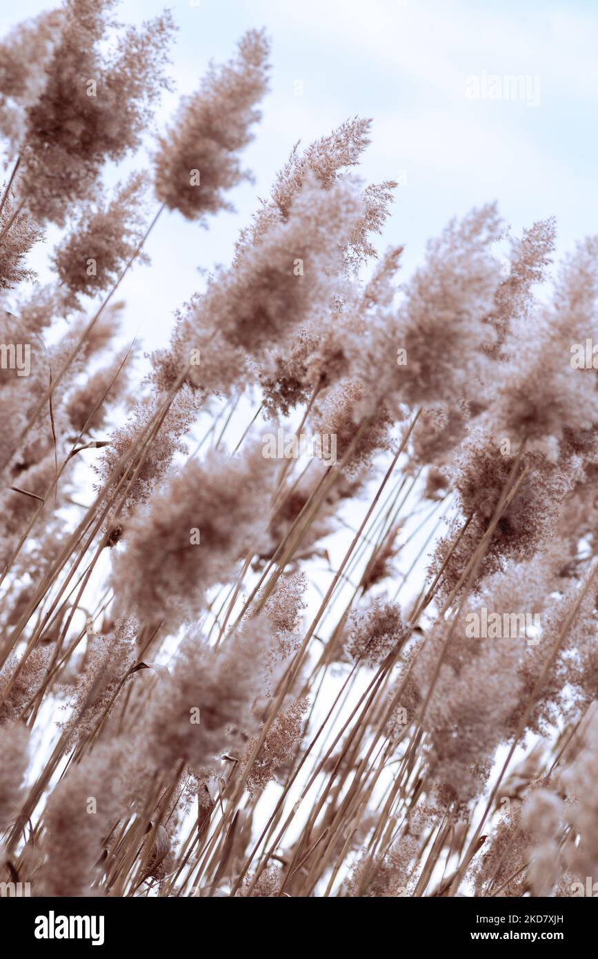 Phragmites australis pretty dried up common reed in autumn waving in