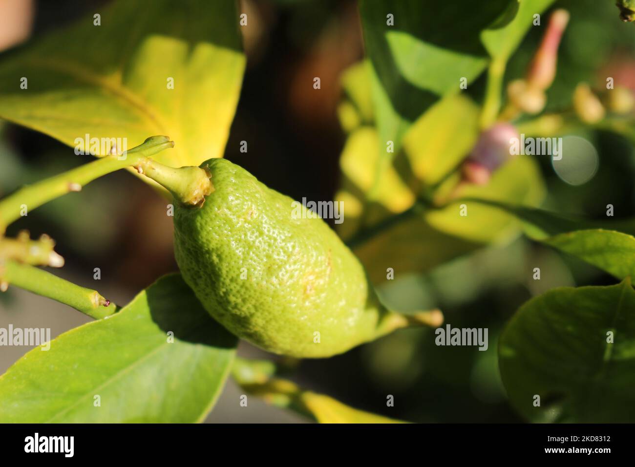 Unripe misshapen green citrus fruit seen in the daylight outside on a tree Stock Photo