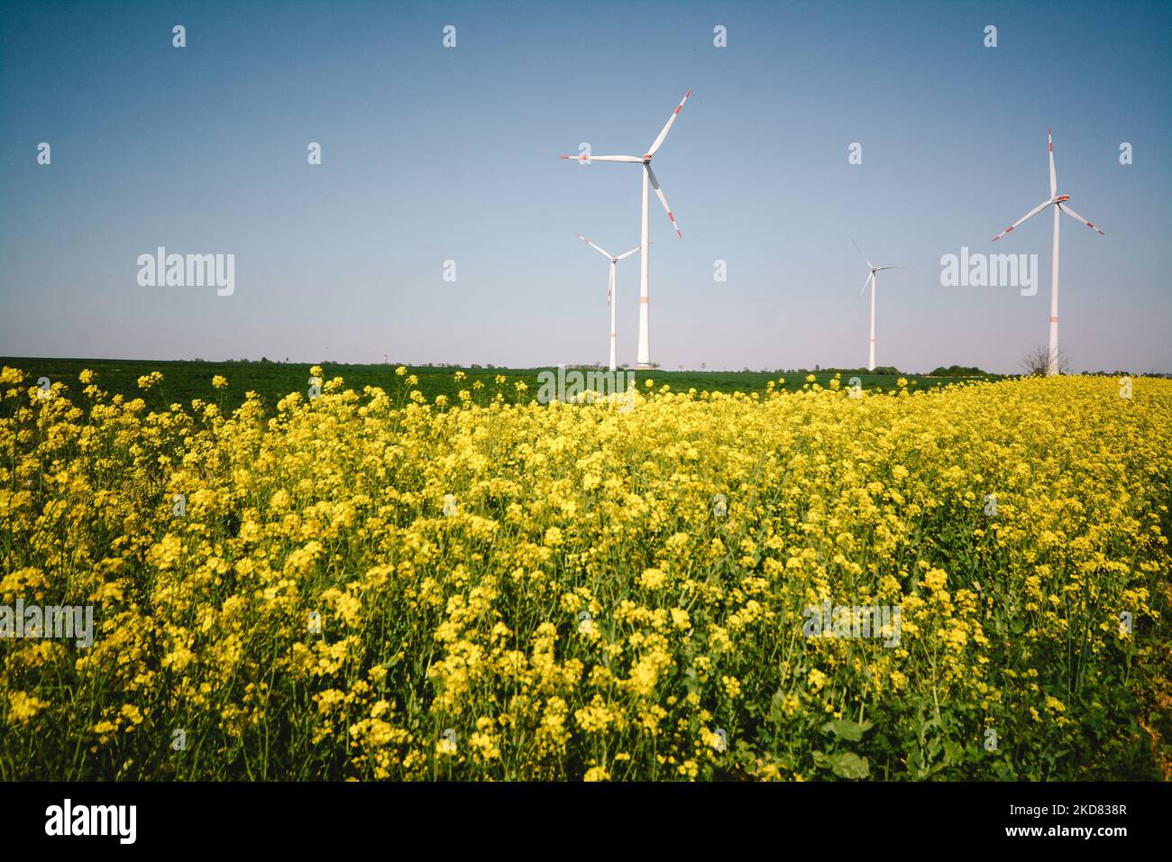 wind turbines spin behind a yellow blooming rapeseed field at the Garzweiler surface mine operated by RWE AG in Grevenbroich, Germany on April 20, 2022 (Photo by Ying Tang/NurPhoto) Stock Photo