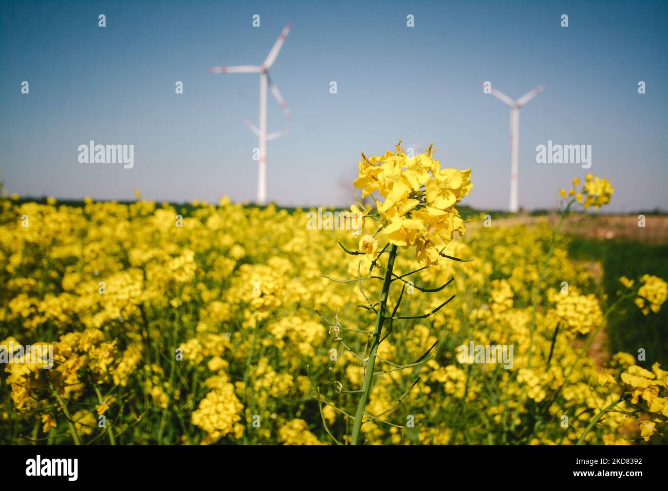 wind turbines spin behind a yellow blooming rapeseed field at the Garzweiler surface mine operated by RWE AG in Grevenbroich, Germany on April 20, 2022 (Photo by Ying Tang/NurPhoto) Stock Photo