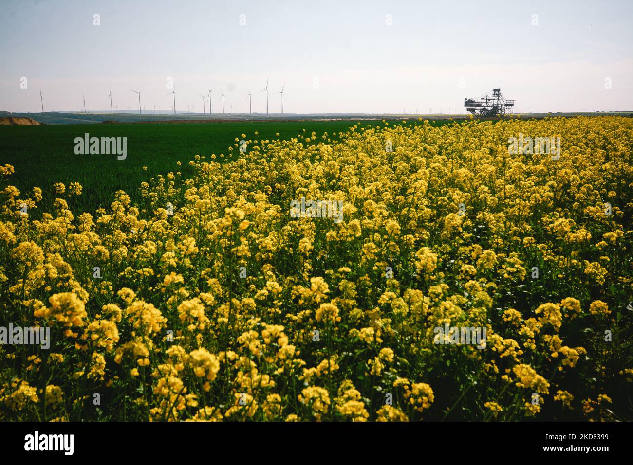 a bucket wheel excavator operates behind a yellow blooming rapeseed field at the Garzweiler surface mine operated by RWE AG in Grevenbroich, Germany on April 20, 2022 (Photo by Ying Tang/NurPhoto) Stock Photo