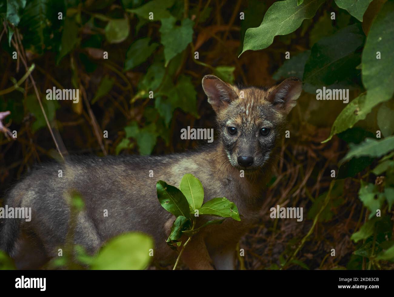A baby golden jackal (Canis aureus) is peeking out of the jungle at