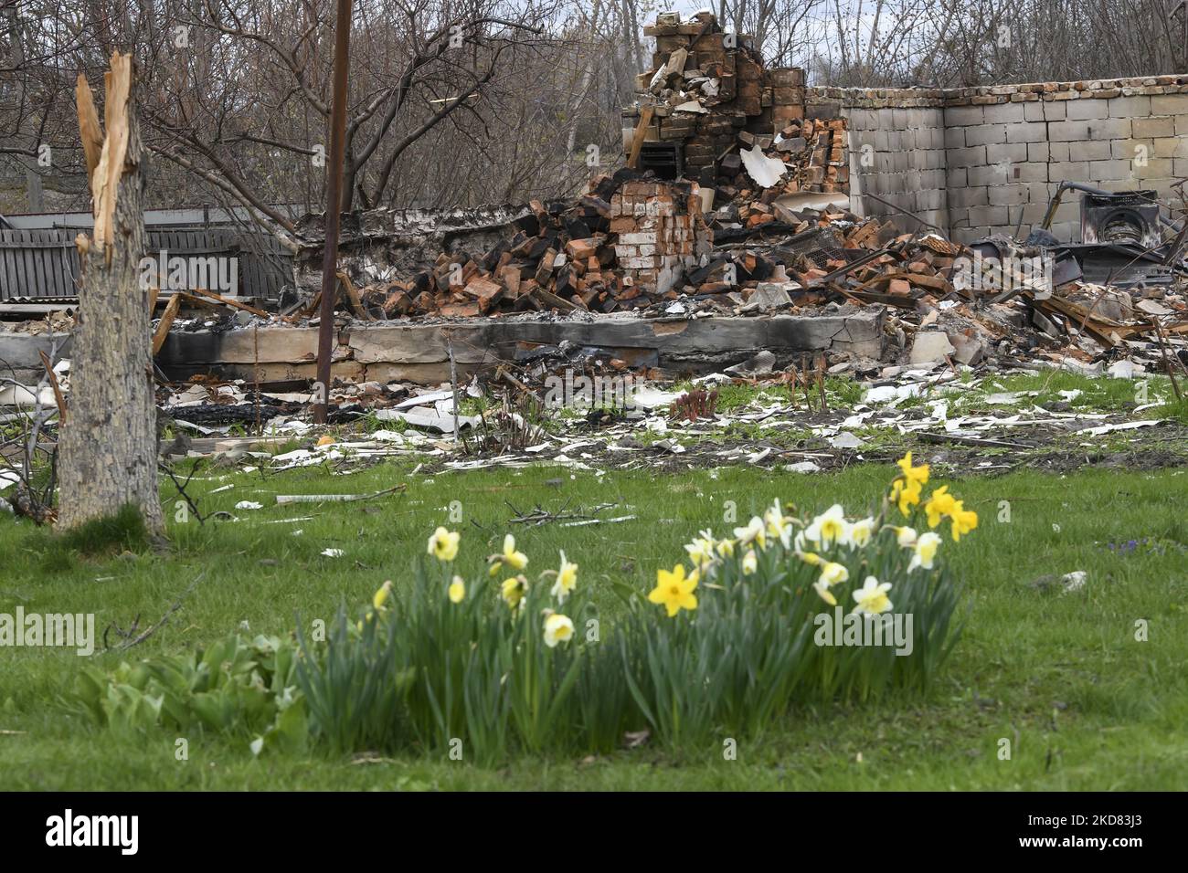 Narcissus bloom near the Residental house, destroyed in the Kukhari