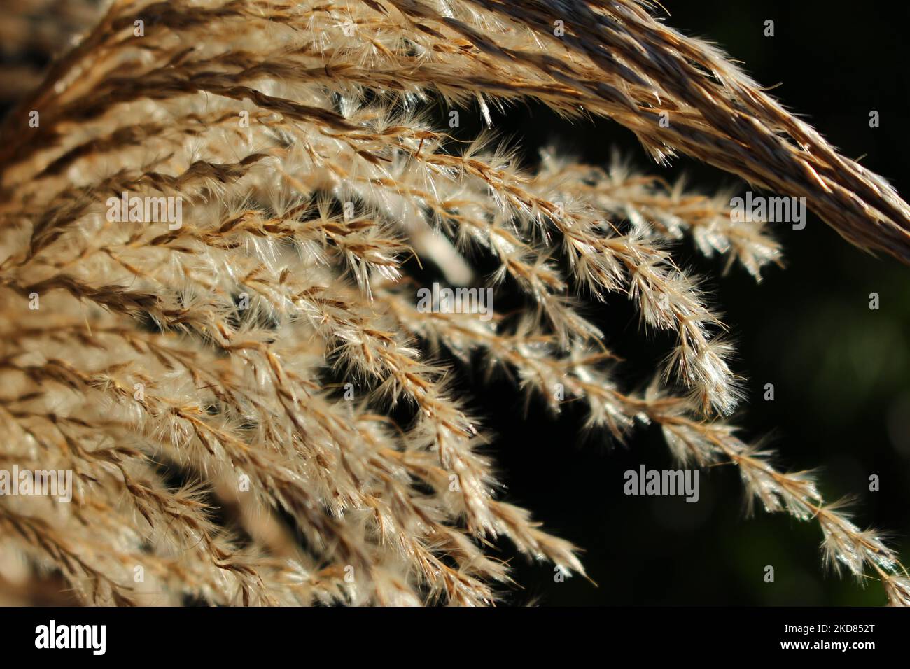 Stalks of mature tall Feather Reed Grass backlit by the sun with dark background. Ornamental grasses in autumn background (Calamagrostis acutiflora) Stock Photo