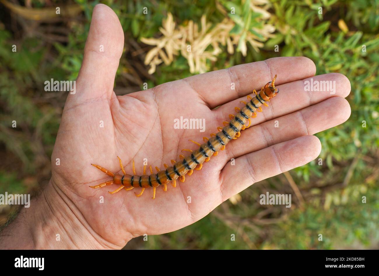 Megarian banded centipede, Escolopendra in a hand, Centipede, Spain. Stock Photo