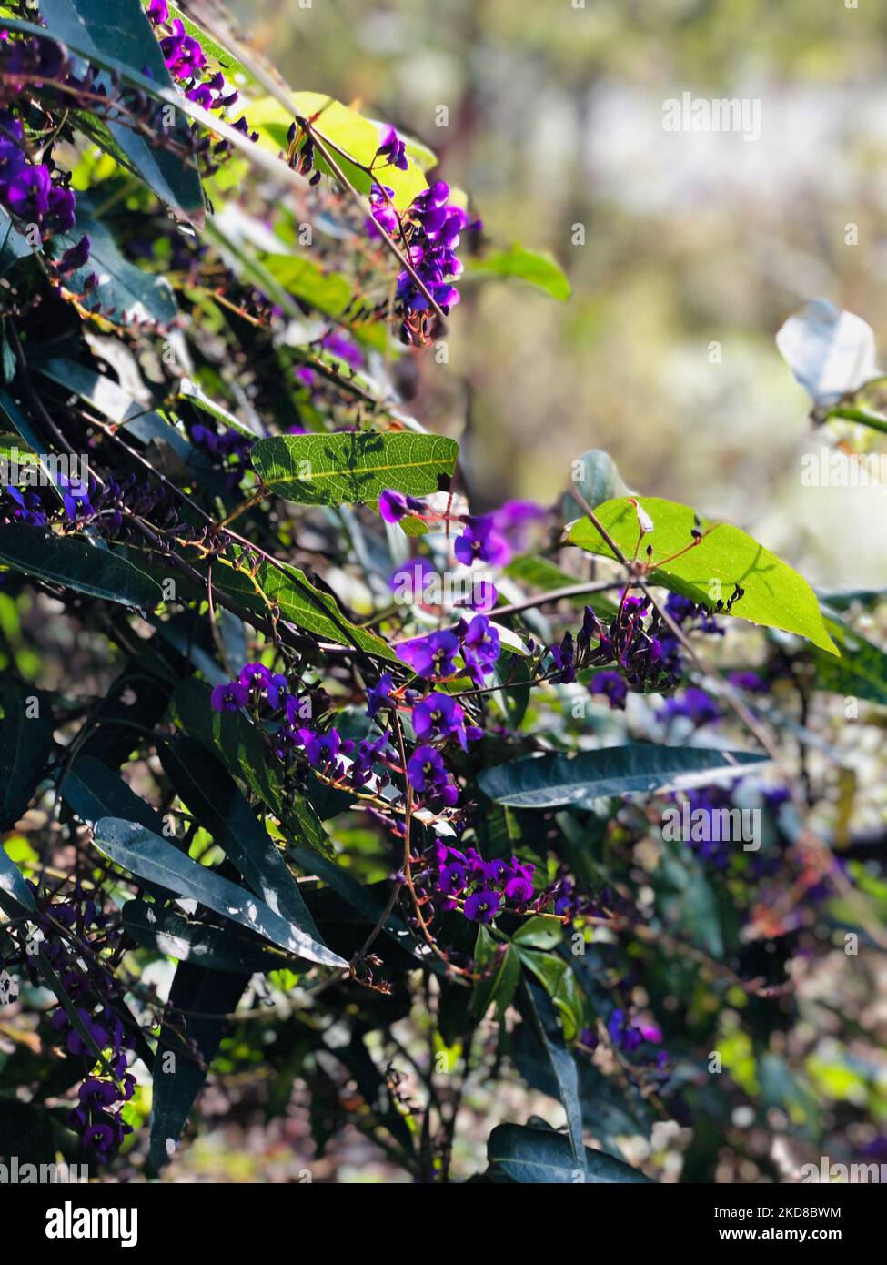 A vertical shot of the purple hardenbergia violacea flwoers Stock Photo