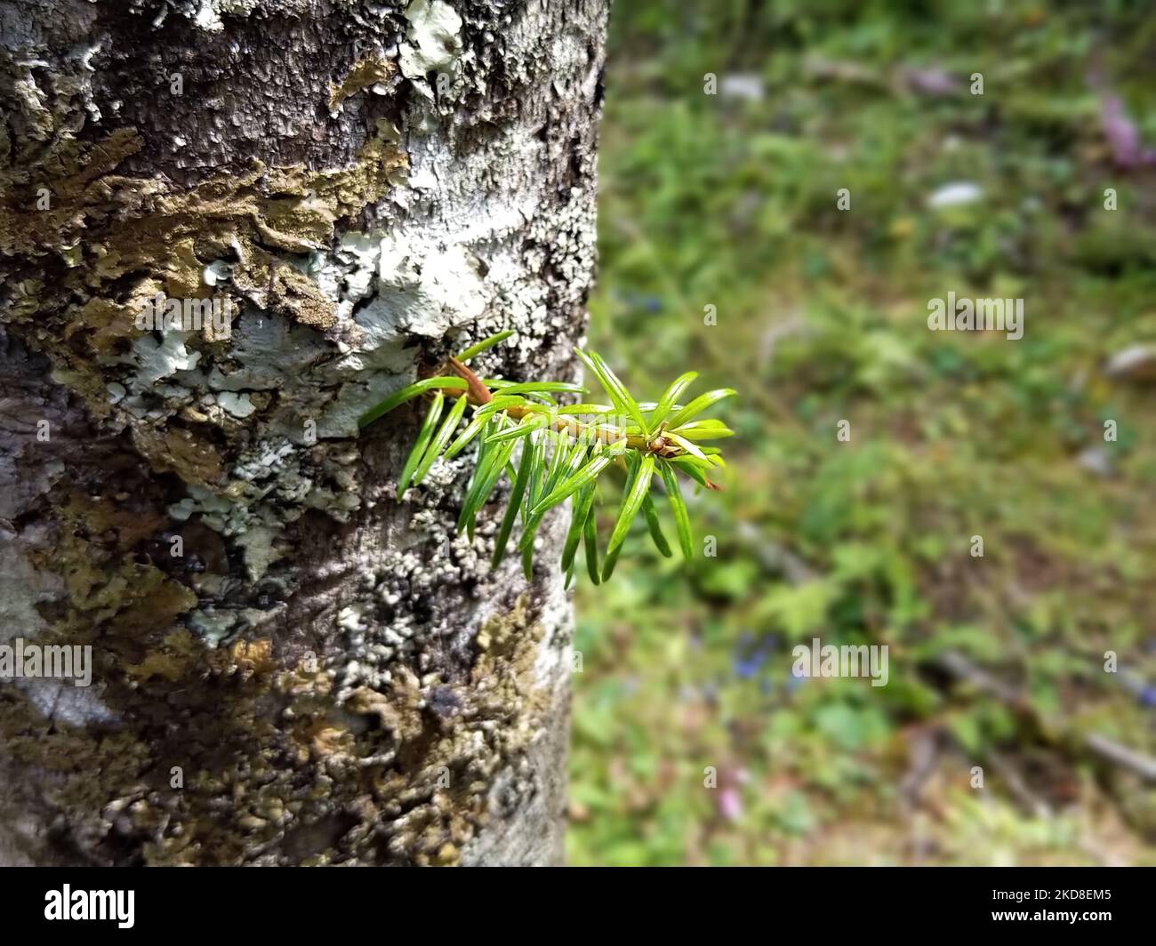 Abies alba hi-res stock photography and images - Alamy