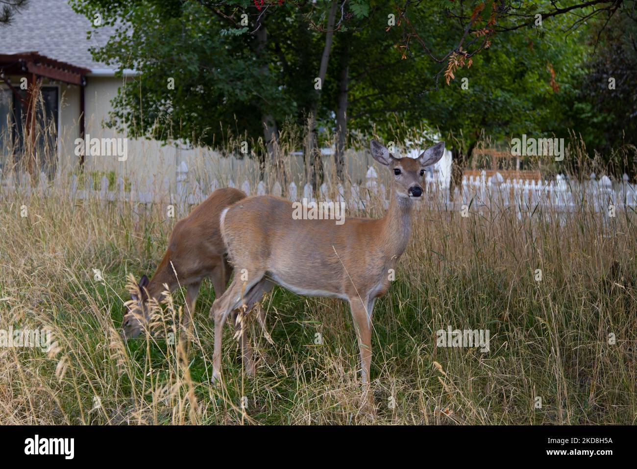 Deer feeding on berries in a suburban yard Stock Photo