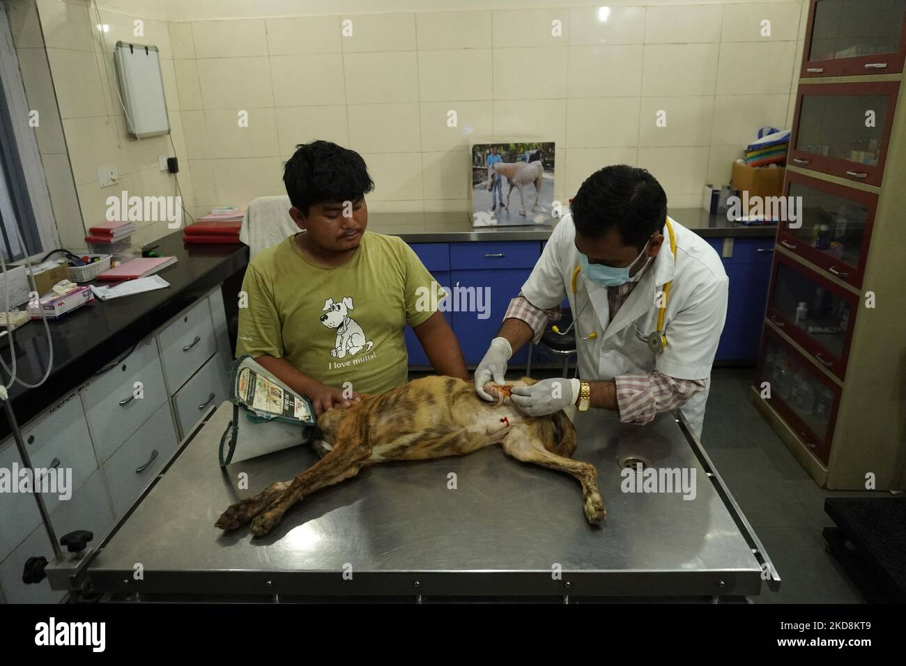 A veterinary doctor treats a dog at the animal welfare center acting as home for elderly, abandoned and rescued felines, ahead of the 'World Veterinary Day', at the Friendicoes animal hospital and A veterinary doctor treats a dog at the animal welfare center acting as home for elderly, abandoned and rescued felines, ahead of the 'World Veterinary Day', at the Friendicoes animal hospital and