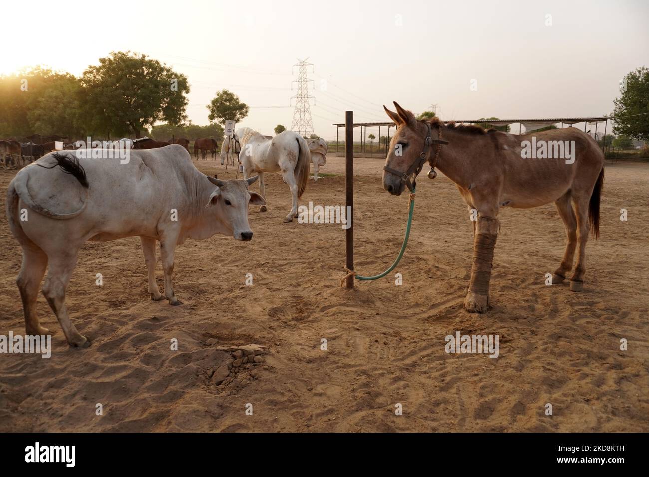 Friendicoes animal hospital hi-res stock photography and images - Alamy Friendicoes animal hospital hi-res stock photography and images - Alamy