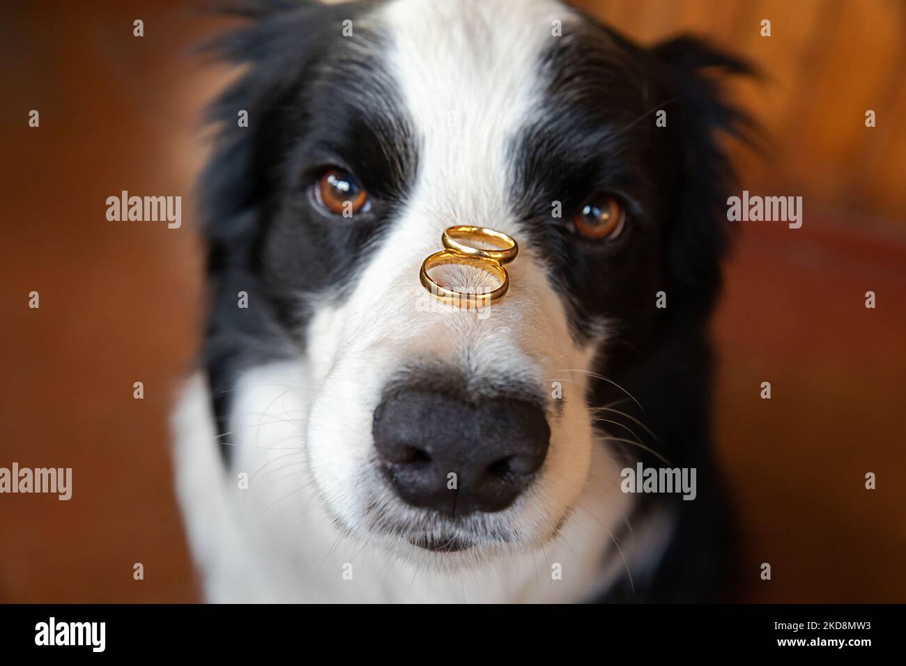 Will you marry me. Funny portrait of cute puppy dog border collie
